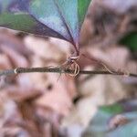 Smilax glauca ശീലം