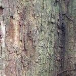 Pterocarpus soyauxii Kéreg/szár