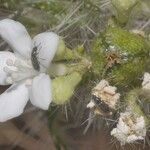 Cnidoscolus angustidens फूल