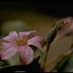 Cycladenia humilis Blüte