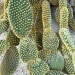 Opuntia microdasys Blad