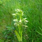 Platanthera lacera Habit