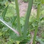 Sonchus asper Bark