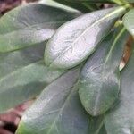 Euphorbia amygdaloides Leaf