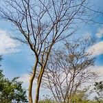 Albizia niopoides Hábito