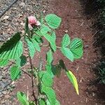 Rubus ellipticus Folla