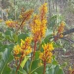 Palicourea rigida Flower