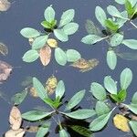 Ludwigia peploides 叶