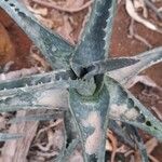 Aloe littoralis