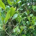 Syzygium aromaticum Folha