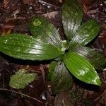 Palmorchis trilobulata Hoja