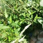 Persicaria hydropiper Folha