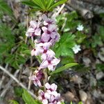 Daphne mezereum Bark