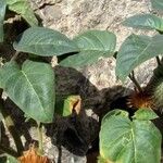 Datura innoxia Yaprak