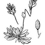 Draba fladnizensis Sonstige