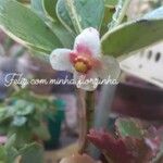 Clusia fluminensis Folla