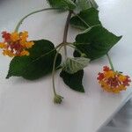 Lantana camaraÕis