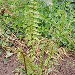 Dryopteris atrata Характер