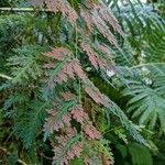 Selaginella willdenowii Хабит