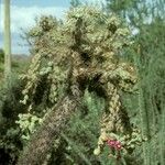 Cylindropuntia fulgida Квітка