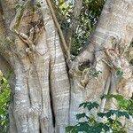 Ficus pertusa Bark