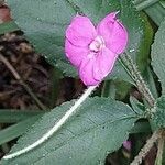 Impatiens firmula Flor