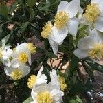 Carpenteria californica Blomma