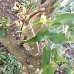 Commelina africana Virág