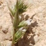 Minuartia glomerata Otro