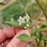 Solanum americanumफूल