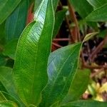 Melastoma malabathricum 葉