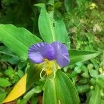 Commelina erectaFlower