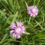 Centaurea nigrescensBlodyn