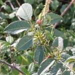 Rosa × malmundariensis Folla