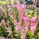 Epilobium angustifoliumFlower