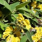 Phlomis fruticosa花