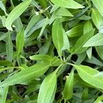 Valeriana angustifolia Blatt