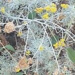 Helichrysum italicum Ліст