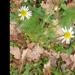 Tripleurospermum inodorumFlower