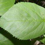 Morus celtidifolia Blatt