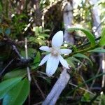 Angraecum ramosum फूल