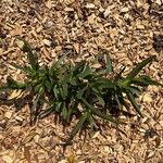 Carpobrotus acinaciformis Blad