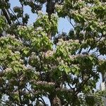 Catalpa bungei Habitus