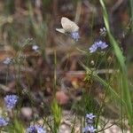 Gilia achilleifolia Hábito