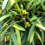 Maxillaria variabilis Агульны выгляд