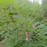 Indigofera heteranthaЦветок