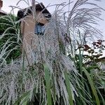 Miscanthus sacchariflorus ᱥᱟᱠᱟᱢ