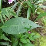 Strobilanthes hamiltoniana Levél