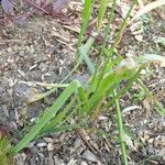 Allium subhirsutum Leaf