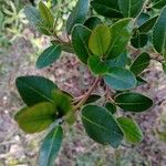 Rhamnus alaternus Leaf